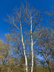 Grey poplar (Populus × canescens)