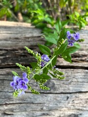 Purple flowers on a wooden surface surrounded by greenery.