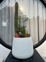 Stylish cactus arrangement in a modern pot by a round window.