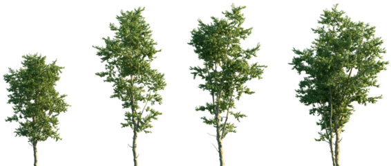 Set of Hamamelis virginiana (known as witch-hazel, common witch-hazel, American witch-hazel and beadwood) frontal street trees isolated png on a transparent background perfectly cutout
