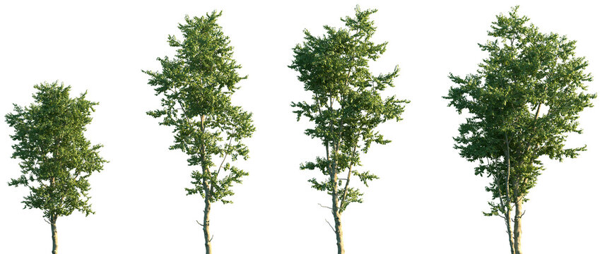 Set of Hamamelis virginiana (known as witch-hazel, common witch-hazel, American witch-hazel and beadwood) frontal street trees isolated png on a transparent background perfectly cutout