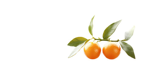 Kumquat Image Isolated on transparent background