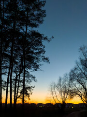 Silhouettes of tall trees frame a vibrant sunset sky transitioning from blue to orange and yellow hues.