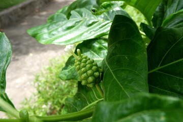 Close-up of Morinda citrifolia or Noni fruit.