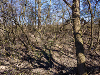 Riparian zone next to a river - a woodland area in springtime showcasing the interplay of sunlight and shadows cast by the bare branches of trees.
