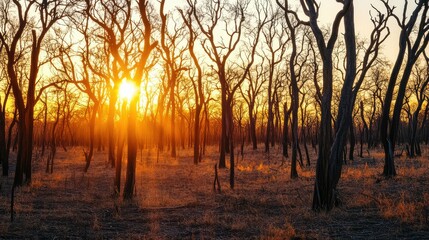 golden drought trees