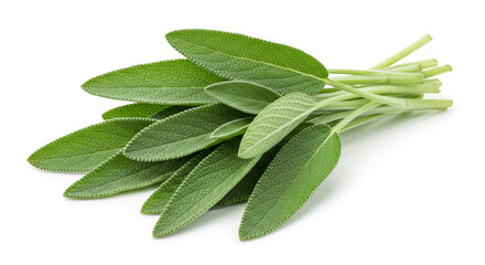 Fresh Sage Leaves Vibrant Green Herb Bunch Isolated on White Background Culinary and Medicinal Uses