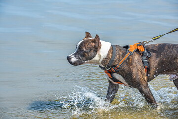American Staffordshire Terrier in the water on the beach