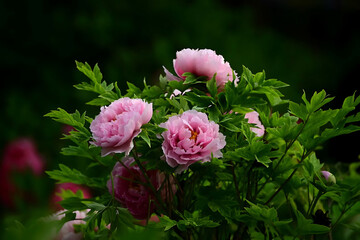 pink peony flower