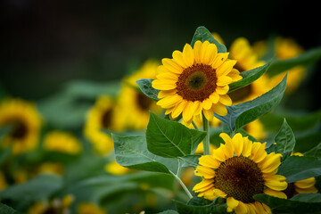 Fototapeta premium Field of blooming sunflowers with vibrant yellow petals and lush green leaves, capturing the essence of summer and natural beauty.