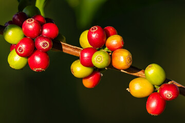 Close-up of colorful coffee cherries in different ripening stages on a branch, highlighted by natural sunlight in a coffee plantation.