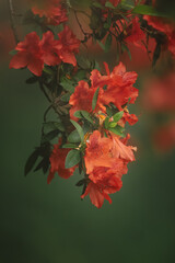 Vibrant orange-red azalea flowers blooming in a soft natural light with green blurred background, showcasing the beauty of springtime.