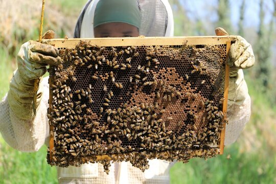 bees - The beekeeper is removing the honeycomb frame from the hive to check the situation. beekeeper working in his apiary