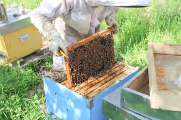 bees - The beekeeper is removing the honeycomb frame from the hive to check the situation....