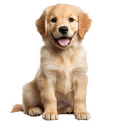Golden Retriever puppy, isolated on a transparent background