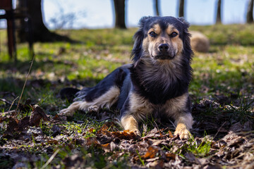 Portret leżącego psa na trawie w cieniu © Grzegorz