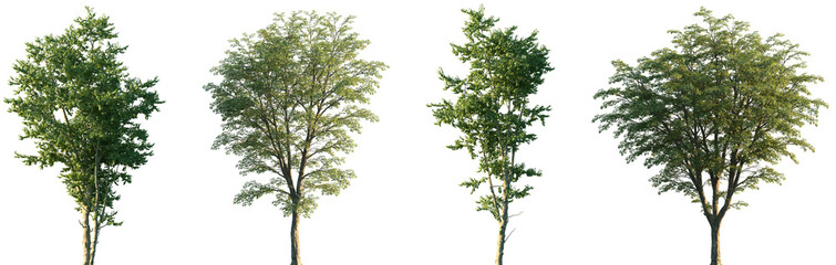 Set of Ostrya virginiana and Hamamelis virginiana frontal set street trees isolated png on a...