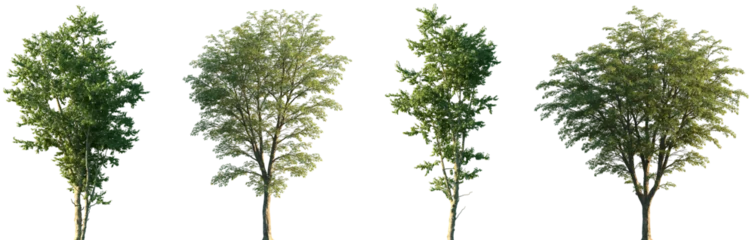 Fototapete Rund Bäume Set of Ostrya virginiana and Hamamelis virginiana frontal set street trees isolated png on a transparent background perfectly cutout  © Viktoria