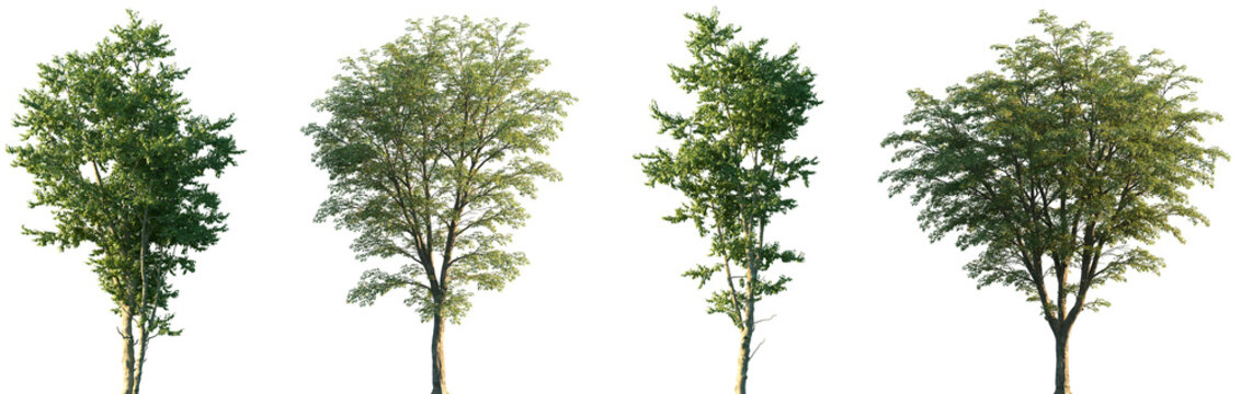 Set of Ostrya virginiana and Hamamelis virginiana frontal set street trees isolated png on a transparent background perfectly cutout