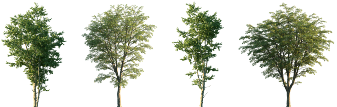 Set of Ostrya virginiana and Hamamelis virginiana frontal set street trees isolated png on a transparent background perfectly cutout