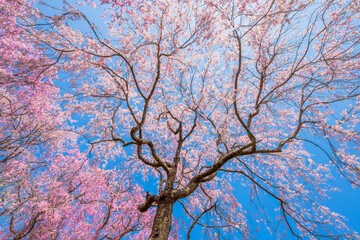 京都　原谷苑の桜