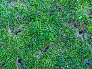 Eingänge in einen Wühlmäusebau