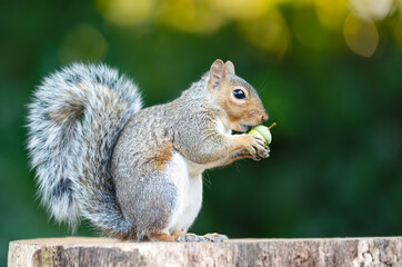 Grey squirrel eating green acorn on a tree stump in autumn