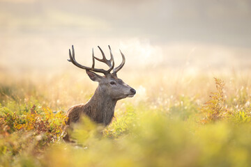 Young red deer stag standing in ferns on a misty autumn morning