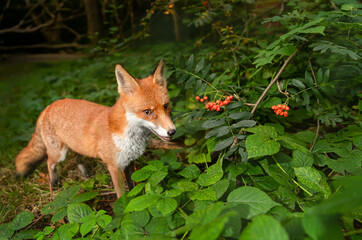Naklejka premium Portrait of a red fox eating rowan berries in a forest