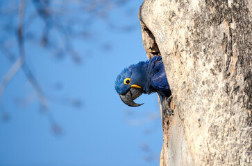 Hyacinth macaw nesting in a palm tree