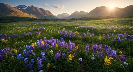 Highland meadow with wildflowers in bloom, mountain peaks in the distance, spring season