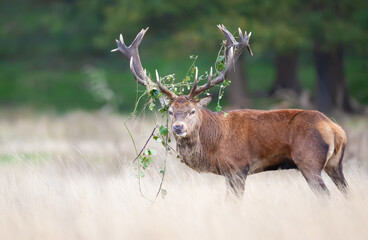 Red deer stag with grass on antlers standing in a meadow during the rut in autumn