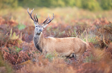 Red deer stag standing in bracken during the rut in autumn