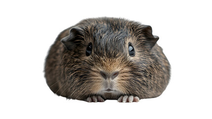 Fototapeta premium Adorable Curious Guinea Pig on White Background - Professional Photography