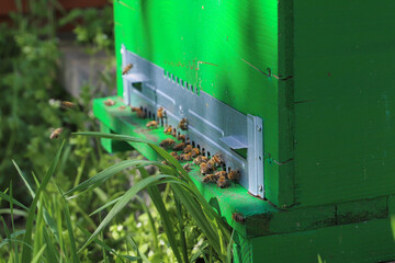 bees - The beekeeper is removing the honeycomb frame from the hive to check the situation....