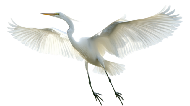 Majestic Great Egret in Flight on White Background