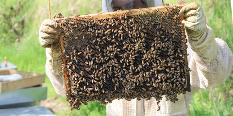bees in the beehive