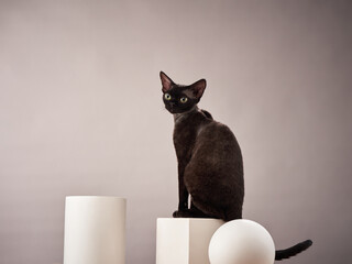 Two Cornish Rex cats pose with white geometric props against a neutral background. Their playful...