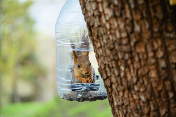 Squirrel eating inside plastic bottle bird feeder on tree.