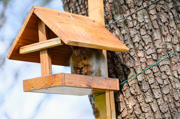 Squirrel sitting in wooden feeder and eating seed.