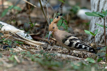 Common hoopoe (Eurasian hoopoe) on the ground