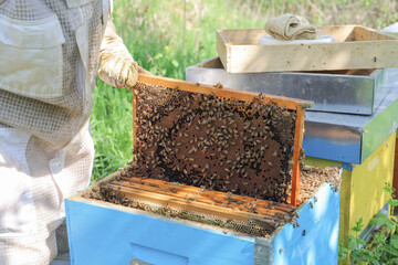 bees in the beehive