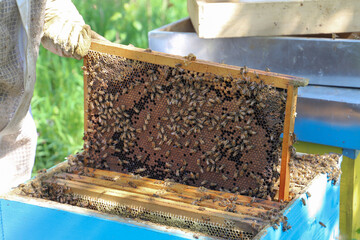 bees - The beekeeper is removing the honeycomb frame from the hive to check the situation....