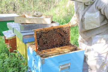 bees - The beekeeper is removing the honeycomb frame from the hive to check the situation....