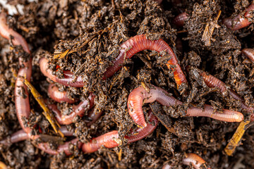 Many living earthworms for fishing in the soil, background