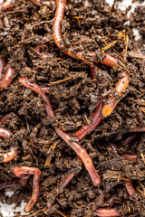 Many living earthworms for fishing in the soil, background