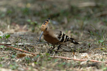 Common hoopoe (Eurasian hoopoe) on the ground