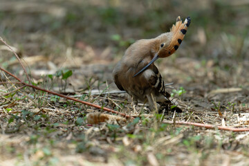 Common hoopoe (Eurasian hoopoe) on the ground