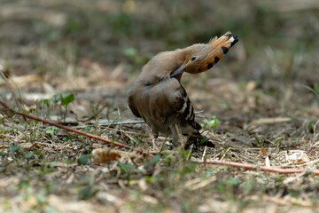 Common hoopoe (Eurasian hoopoe) on the ground