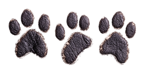 Animal Skull for Wildlife and Nature Display - Isolated on White Background